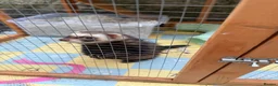 Ferret rodents for sale: Hob ferret  in Plymouth - Advert 2