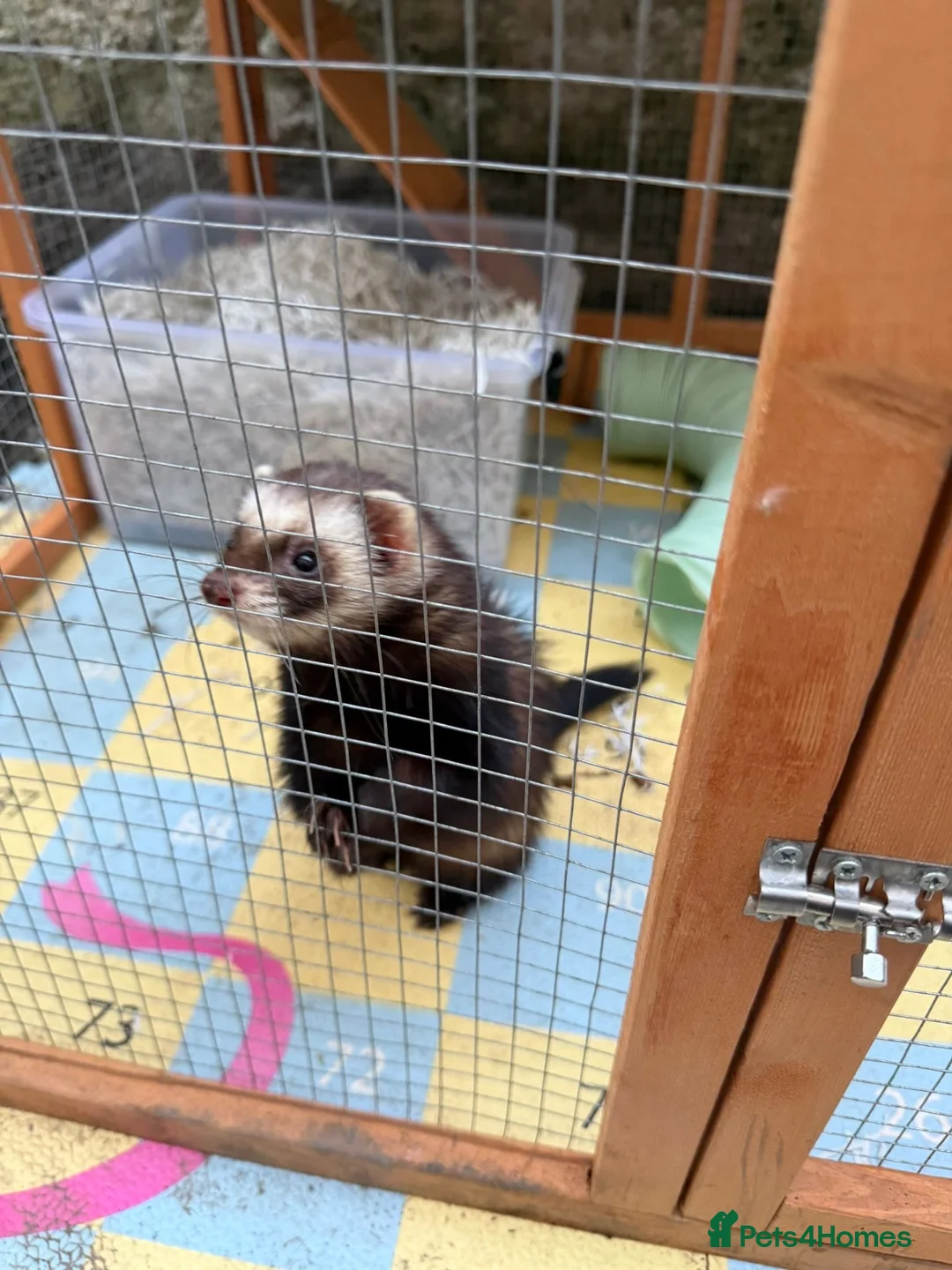 Ferret rodents for sale: Hob ferret  in Plymouth - Advert 2