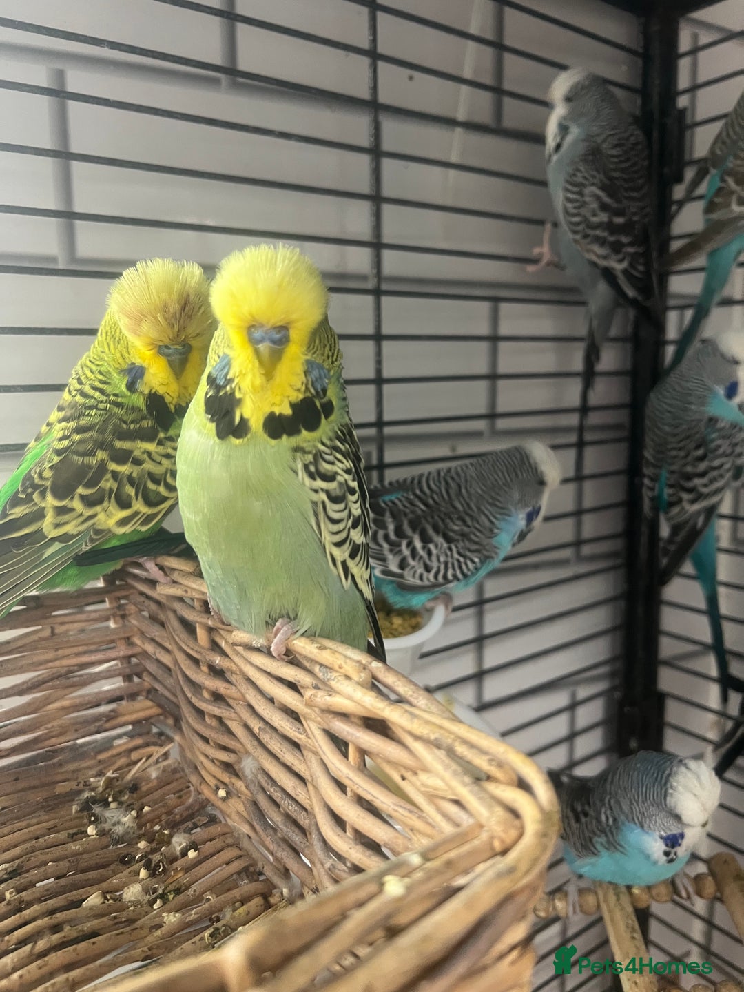 Budgerigars birds for sale: Colourful budgies - Advert 2