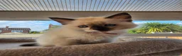 Ragdoll cats for sale: GCCF Reg. Ragdoll kittens. Ready now! - Advert 15
