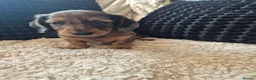 Dachshund dogs for sale: Kc dachshund puppies! - Advert 25