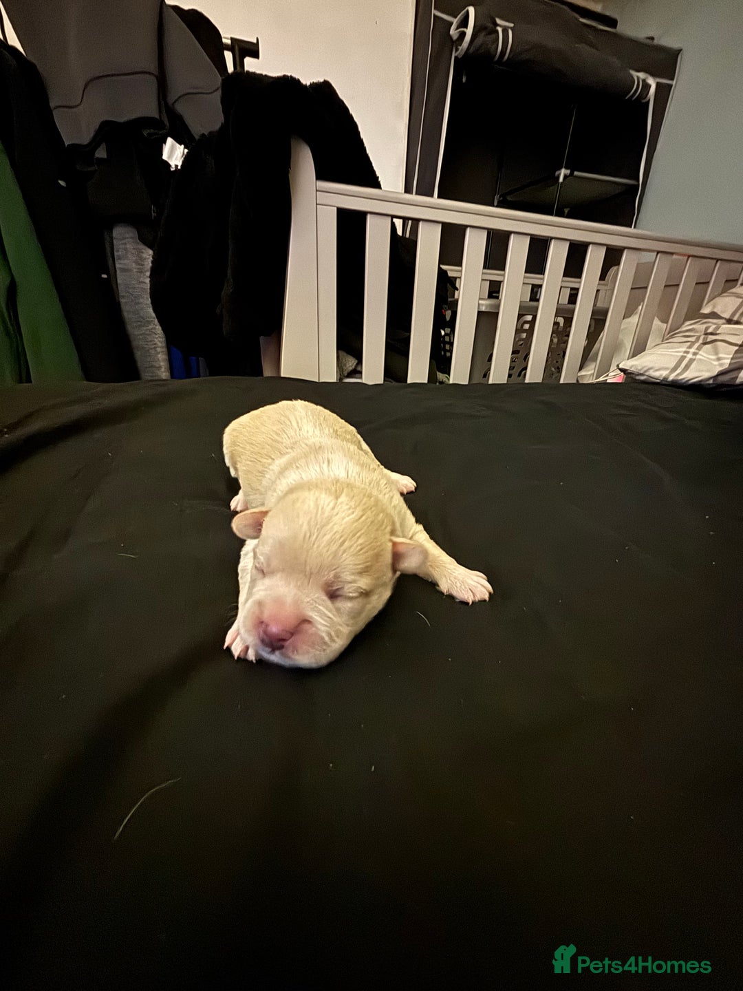 Mixed Breed dogs for sale: Floodles - Advert 15