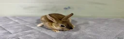 Rex rabbits for sale: mini Rex’s babies 8weeks + - Advert 2