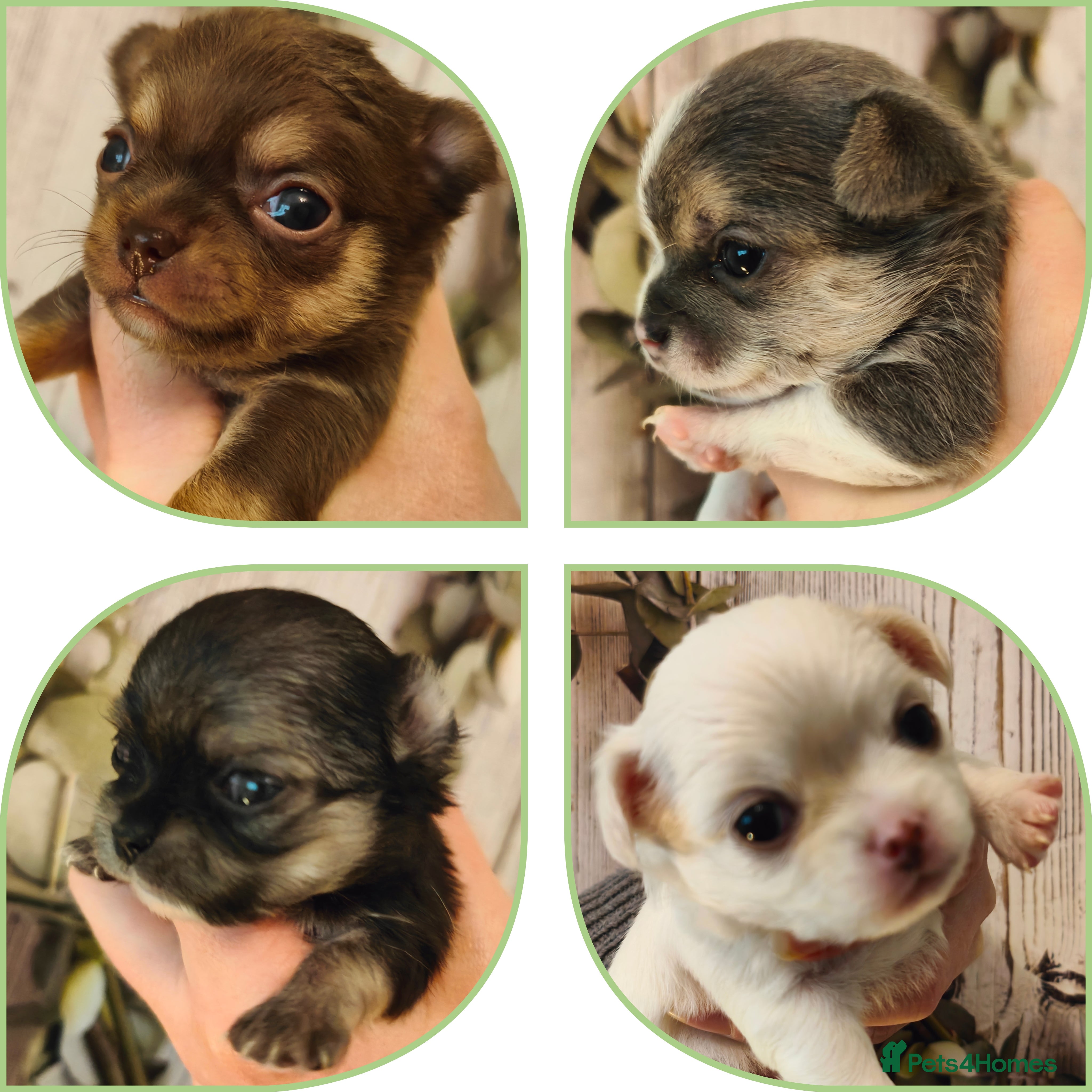 Chihuahua dogs 🪻 Beautiful Chihuahua Puppies 🪻 - Advert 3