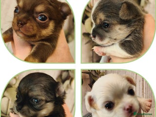 Chihuahua dogs 🪻 Beautiful Chihuahua Puppies 🪻 - Advert 1