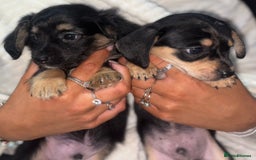 Chiweenie dogs for sale: Gorgeous Mini Dachshund X Puppies🐾 - Advert 20