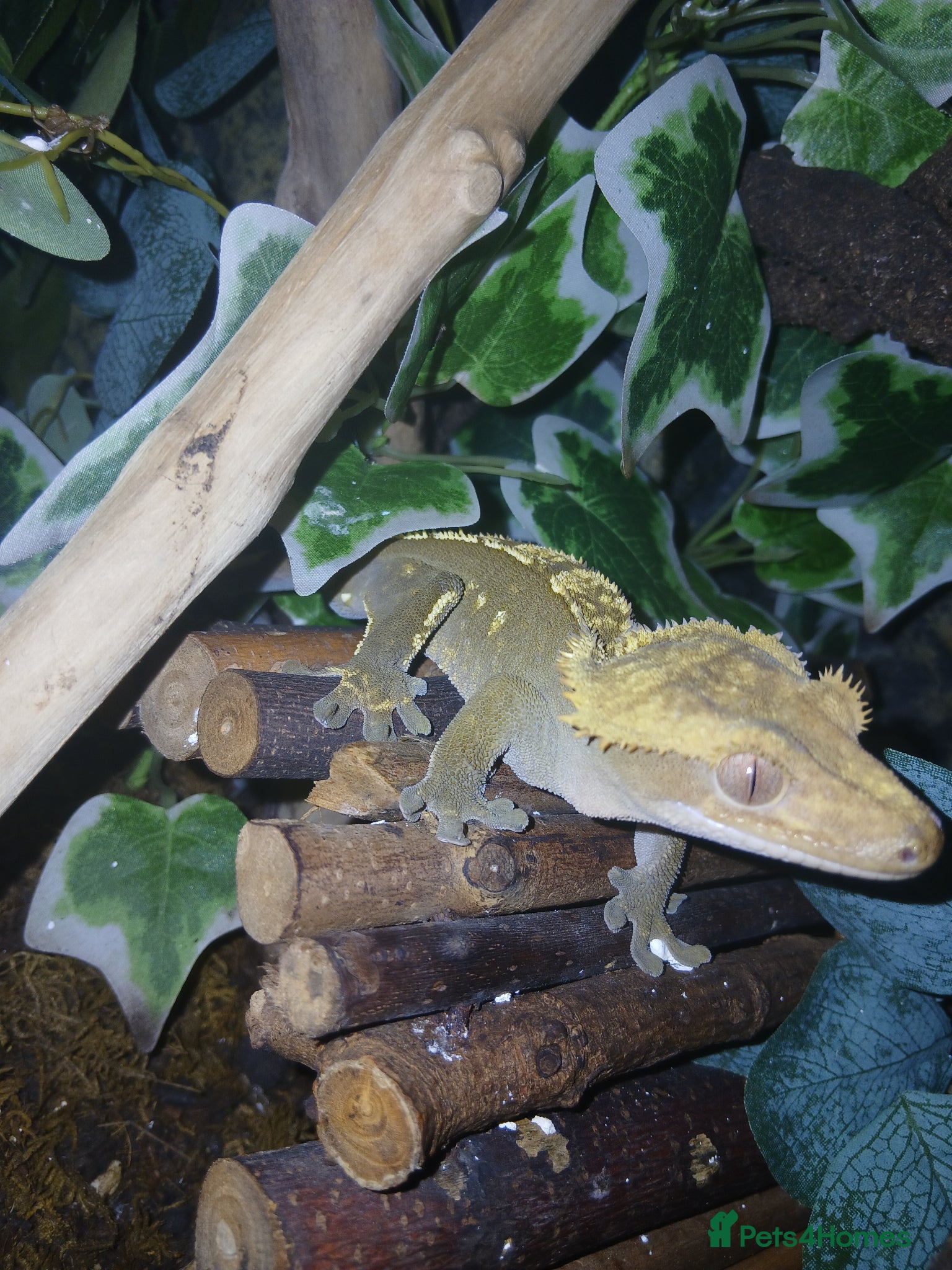 Lizard reptiles Multiple lizards !!PLEASE READ DESCRIPTION!!!  - Advert 1