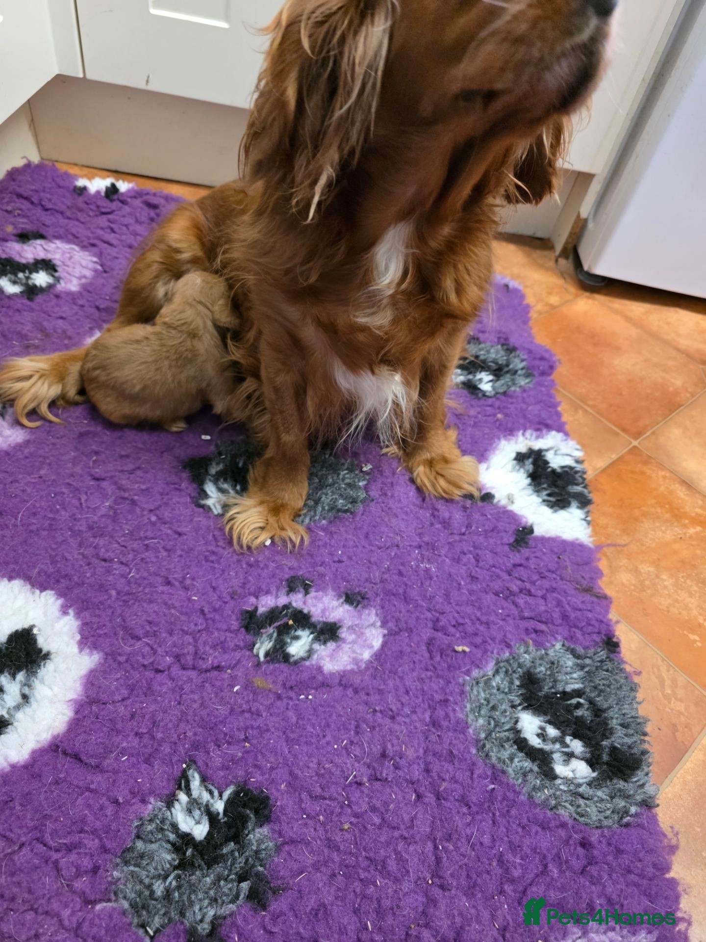 Cavapoo dogs Cavapoo Pups Bred From Health Tested Parents - Advert 2