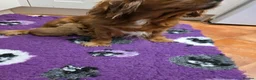 Cavapoo dogs for sale: Cavapoo Pups Bred From Health Tested Parents - Advert 2