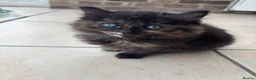 Mixed Breed cats for sale: Ragdoll x kittens  - Advert 3