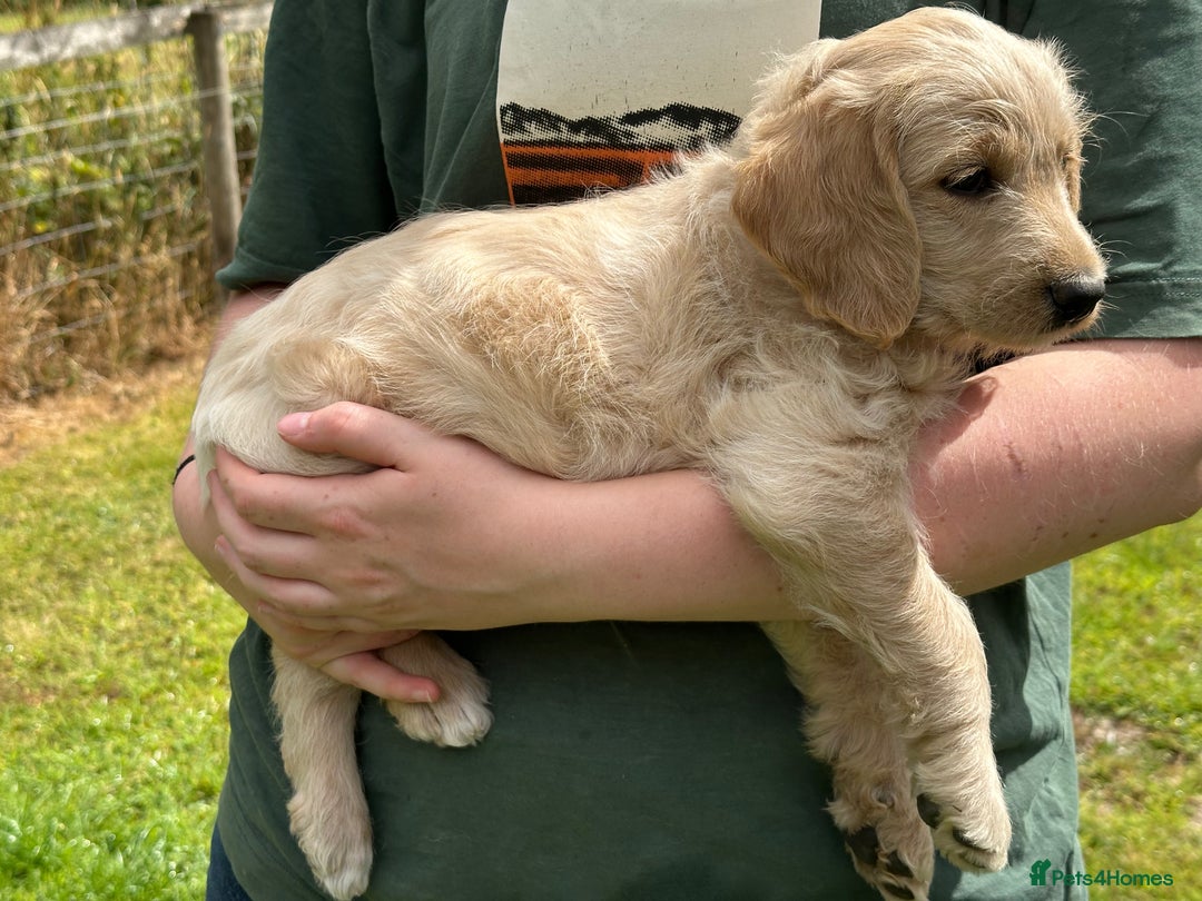 Labradoodle dogs for sale: Beautiful Puppies Ready for the Summer Holidays - Image 9