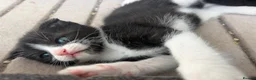 Scottish Fold cats for sale: Scottish Fold Mix Kitten  - Advert 30