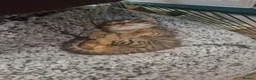 Mixed Breed cats for sale: Kittens ready now 4 x boys 1 x girl - Advert 6