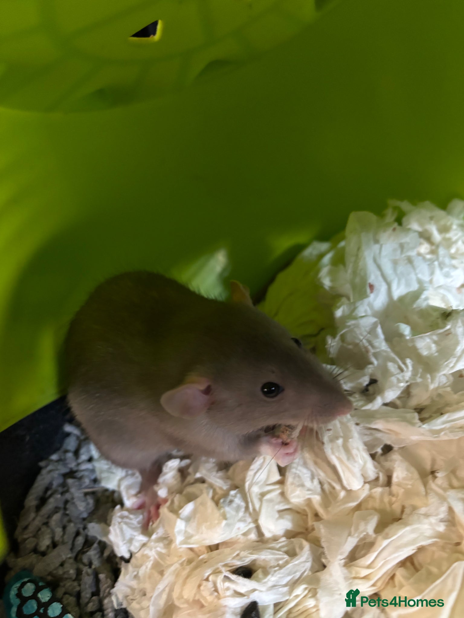 Rat rodents 2 gorgeous male rats  - Advert 9