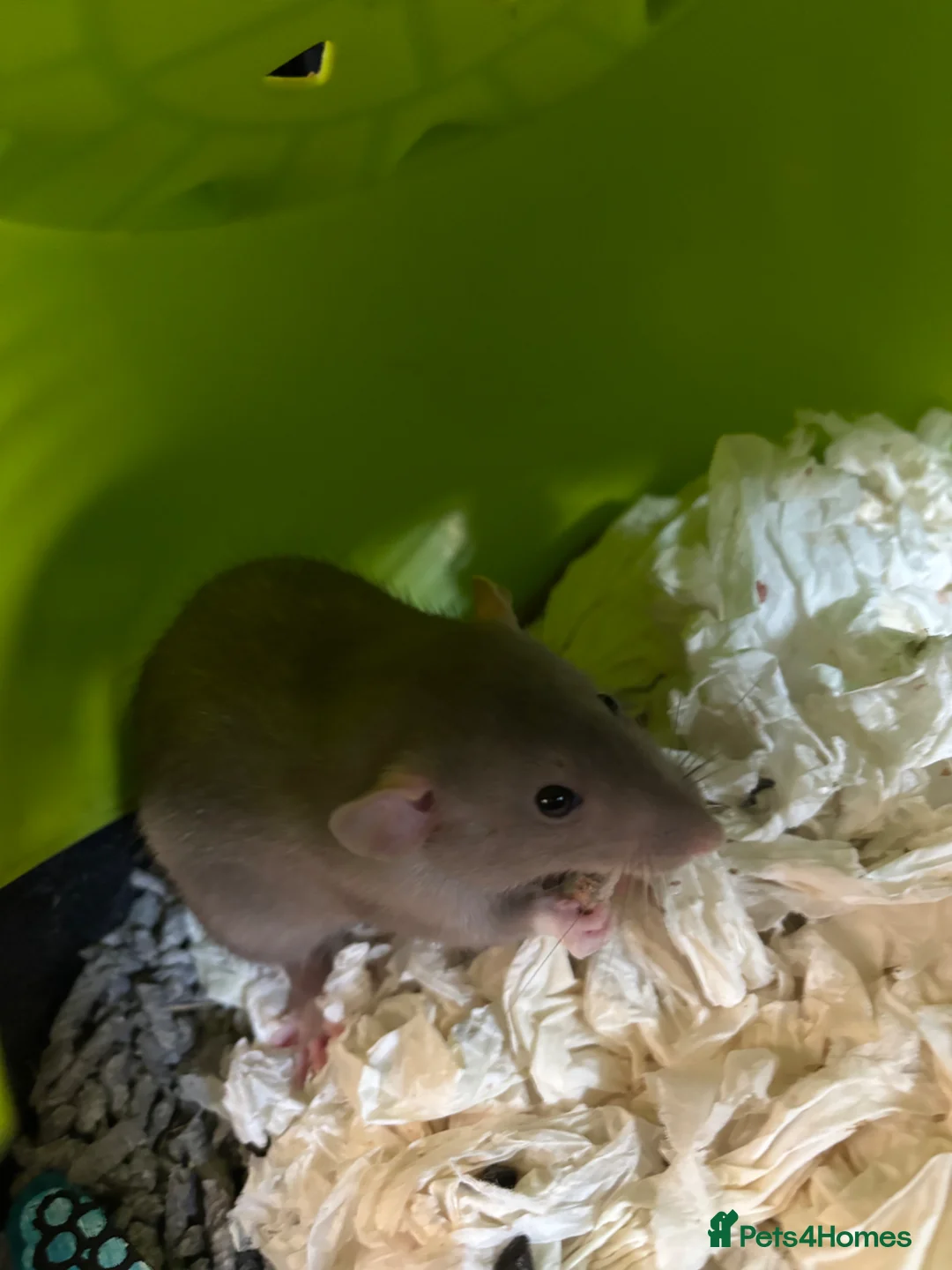 Rat rodents for sale: 2 gorgeous male rats  - Advert 1
