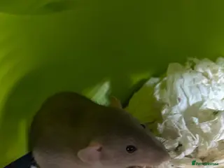 Rat rodents 2 gorgeous male rats - Advert 1