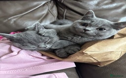 Brazilian Shorthair cats for sale: British shorthair 13 weeks old - Image 9