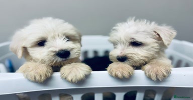 Miniature Schnauzer dogs - Advert 5