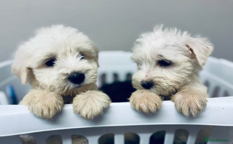 Miniature Schnauzer dogs - Advert 14