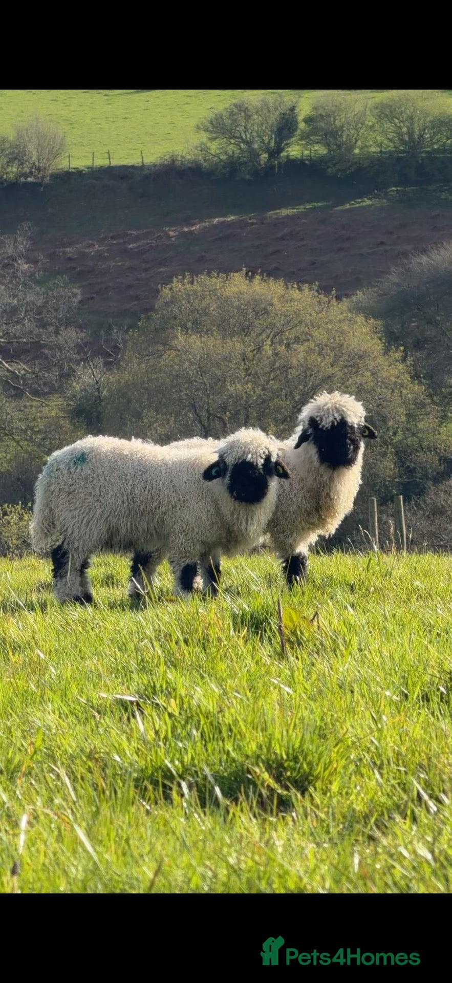 Sheep livestock Valais Blacknose Twins - friendly and sweet  - Advert 2