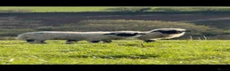 Sheep livestock for sale: Valais Blacknose Twins - friendly and sweet  - Advert 2