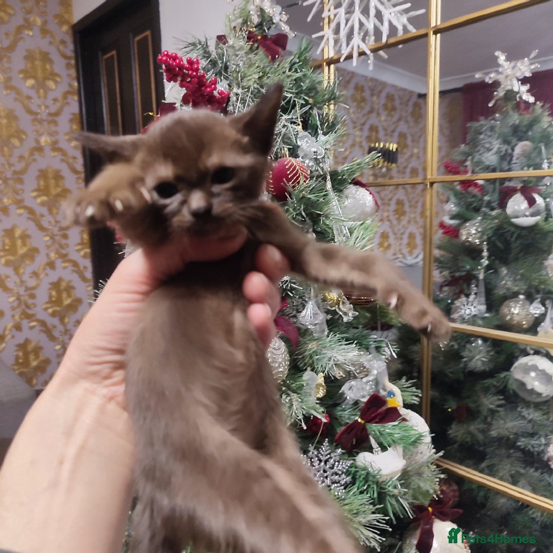 Burmese cats for sale: Lovely Burmese kitten's - Advert 18