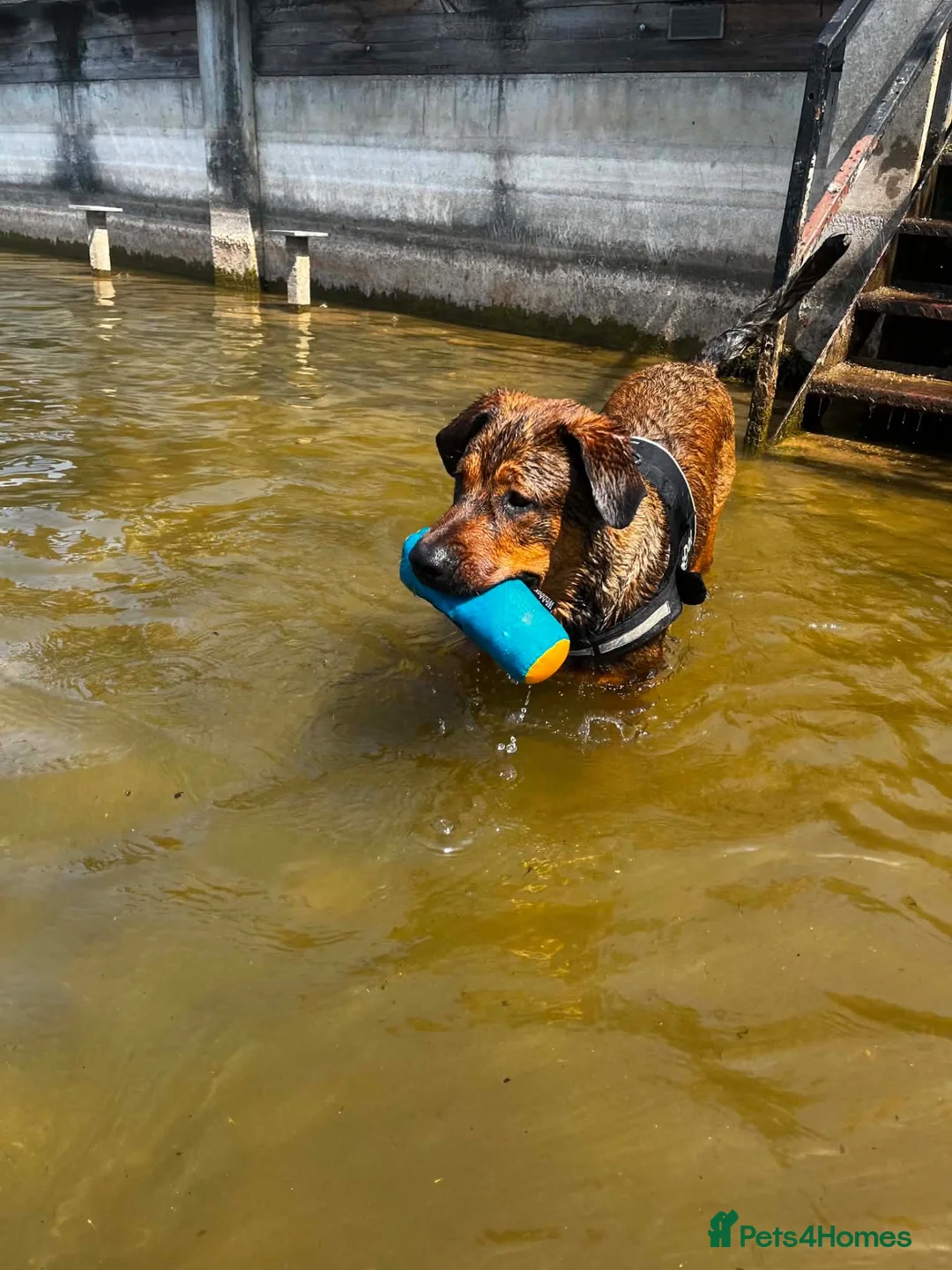 Mixed Breed dogs for sale: Tyson - Advert 4