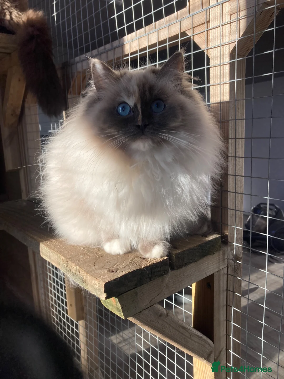 Ragdoll cats for sale: Ragdoll Female Cat - Advert 4
