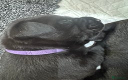 Labrador Retriever dogs for sale: EXCELLENT &UNIQUE LAB PUPPIES AV 12 NOV £1450 - Image 39