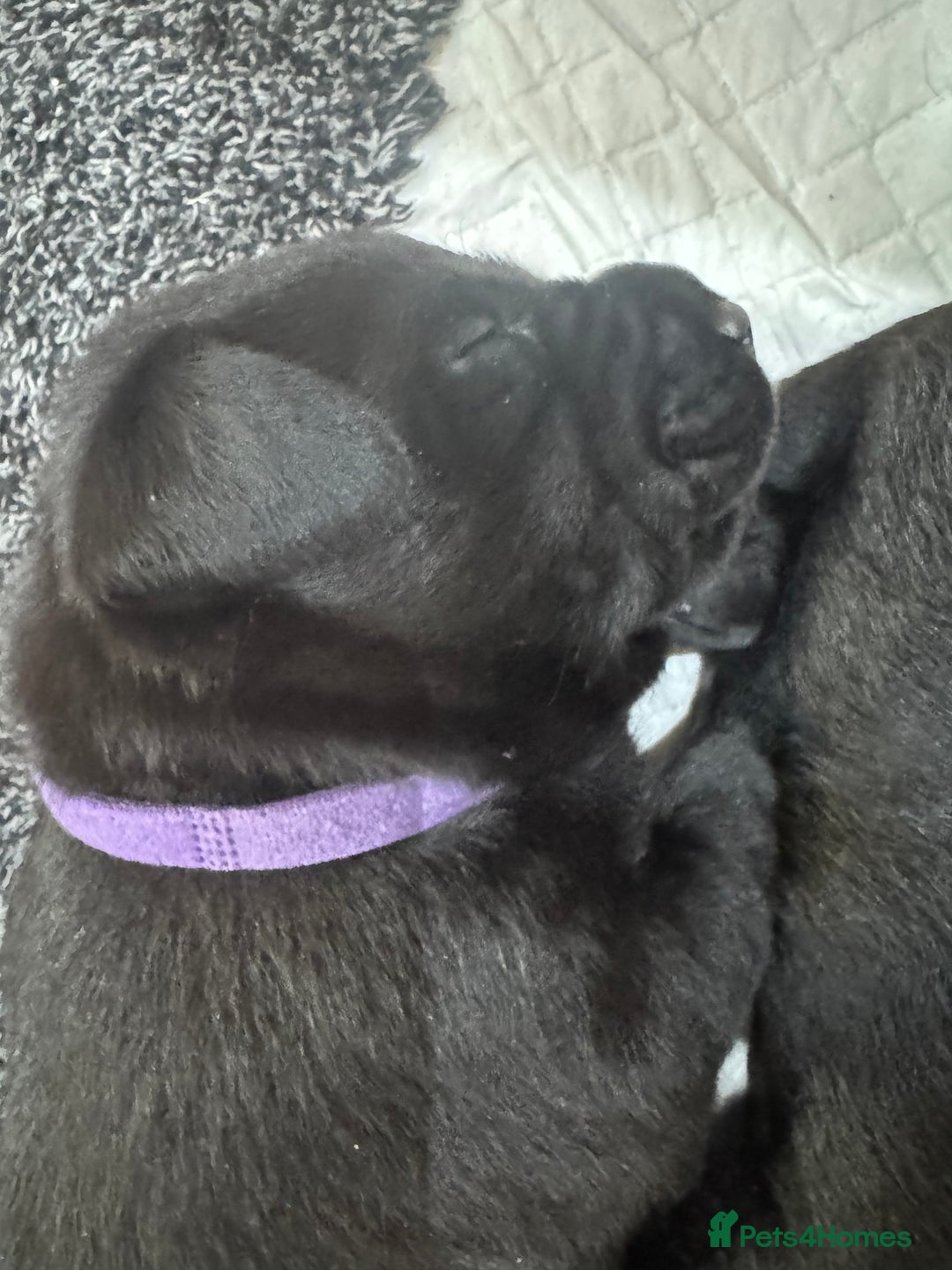 Labrador Retriever dogs for sale: EXCELLENT &UNIQUE LAB PUPPIES AV 12 NOV £1450 - Image 39