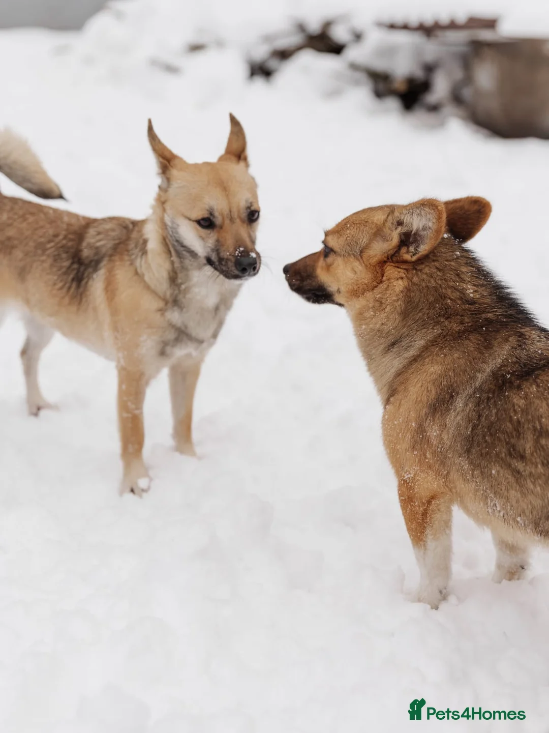 Mixed Breed dogs for adoption: ❤️LEESA❤️ small in size, big in heart young girl - Advert 7