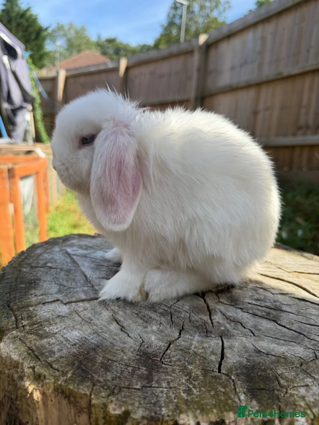 Mini Lop rabbits for sale: Mini lops available  in Ferndown - Advert 12