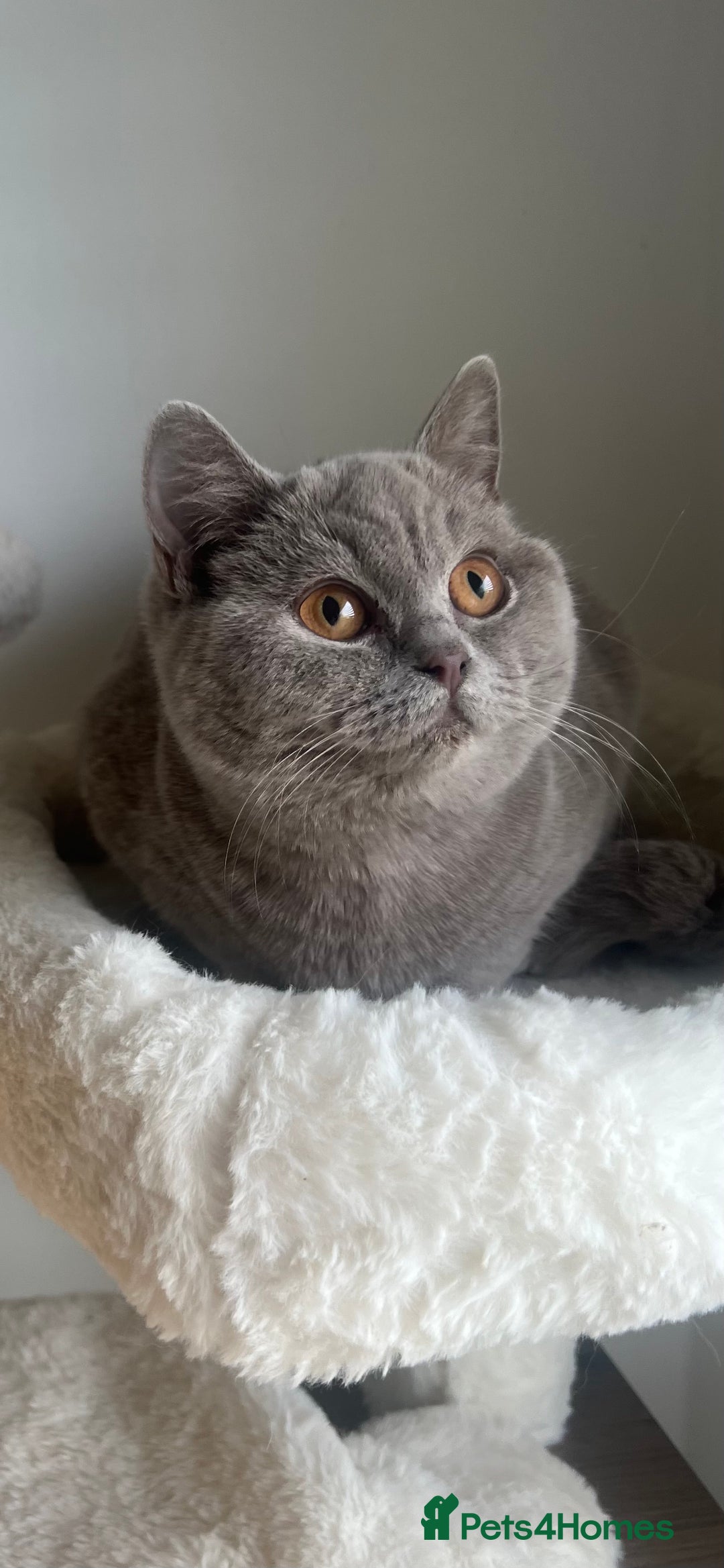 British Shorthair cats for sale: GCCF Registered Lilac British Shorthair Boy - Image 19