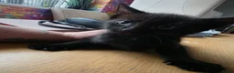 Mixed Breed cats for sale: 8week old black kitten - Advert 9