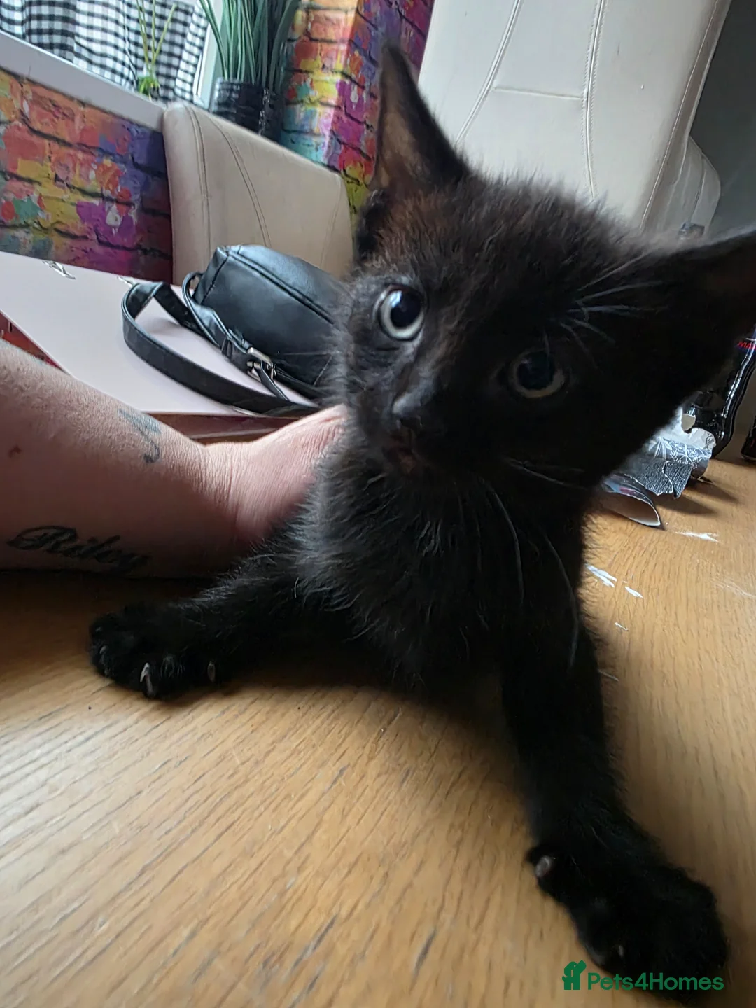 Mixed Breed cats for sale: 8week old black kitten - Advert 9