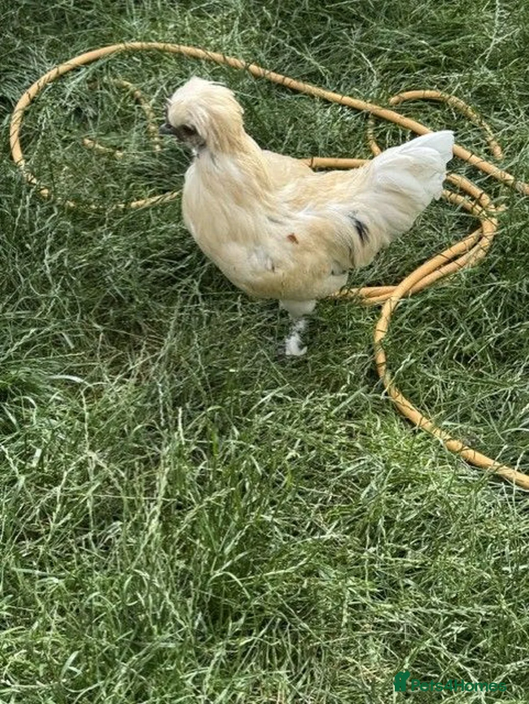 Chickens poultry for sale: Roosters, hens and chicks for sale - Advert 2