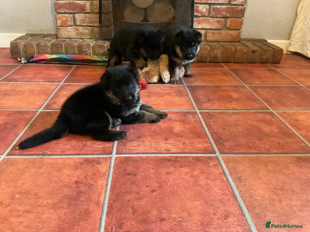 German Shepherd dogs for sale: Quality litter GSD @icepack kennels - Advert 4
