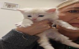 Maine Coon cats for sale: Maine Coon Kittens for sale - Image 6