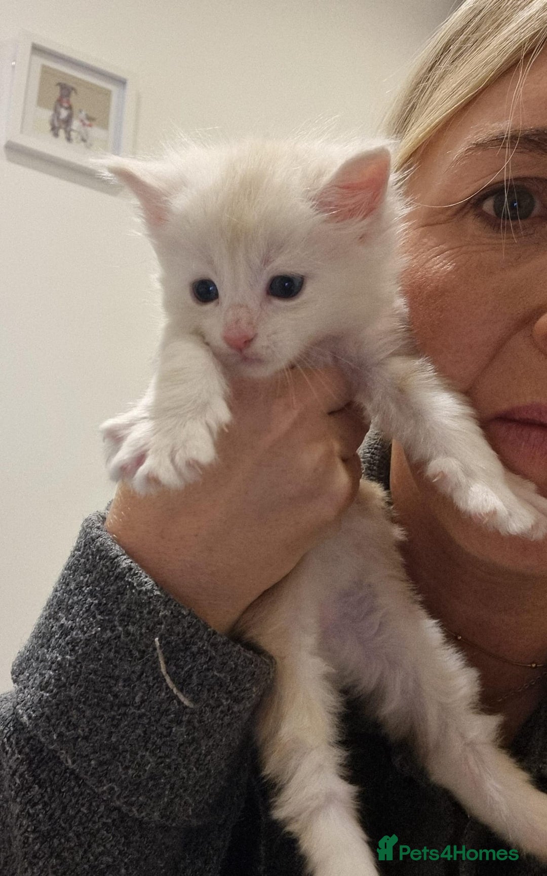 Maine Coon cats for sale: Maine Coon Kittens for sale - Image 6