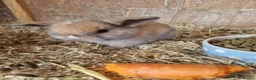 Mini Lop rabbits for sale: Baby Mini Lops - Advert 8
