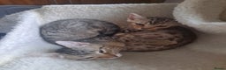 Bengal cats for sale: Beautiful pure begal kittens - Advert 4