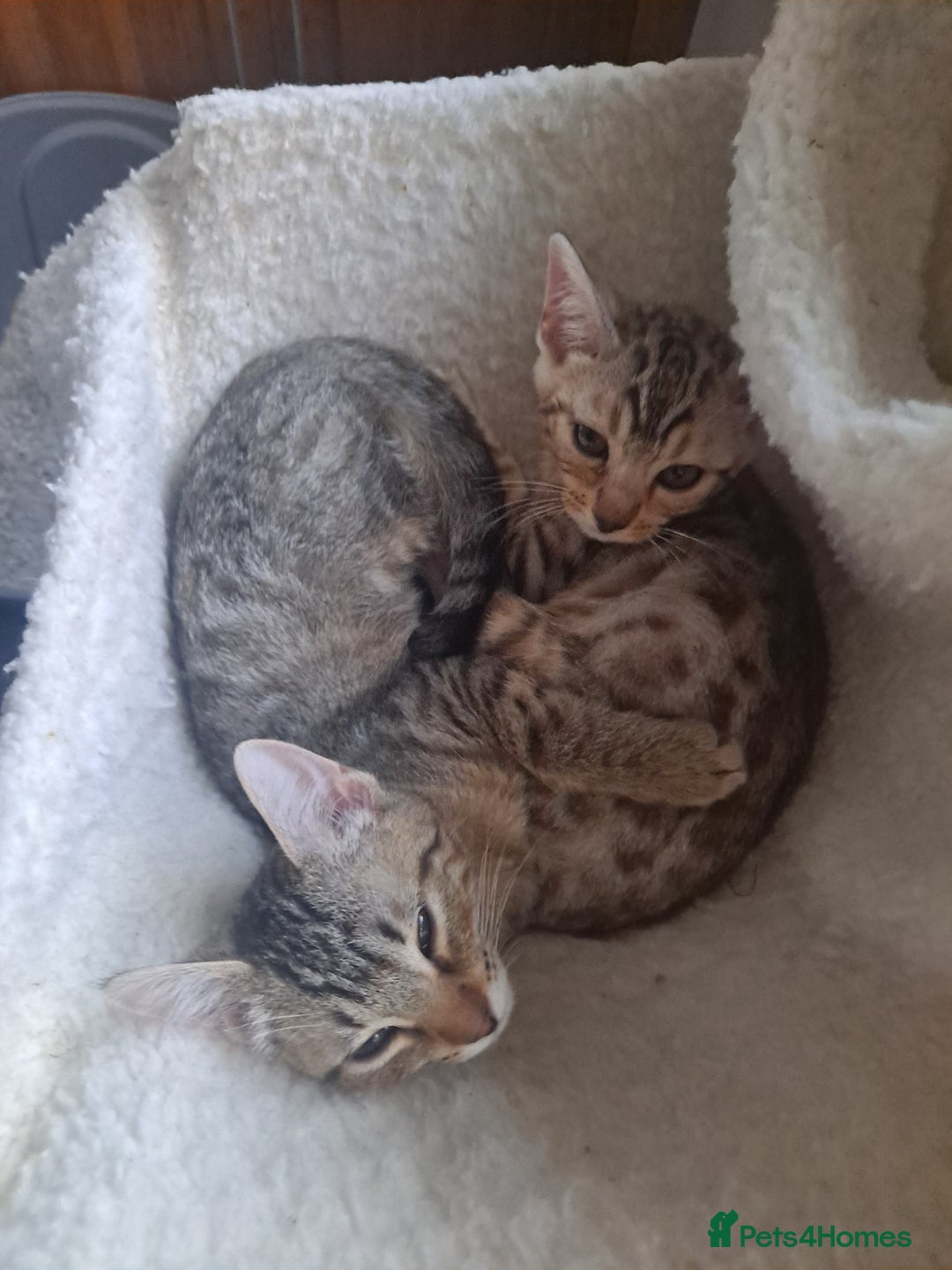 Bengal cats for sale: Beautiful pure begal kittens - Advert 4
