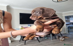 Miniature Dachshund dogs for sale: 6 beautiful miniature Dachshund 7 weeks old - Image 8
