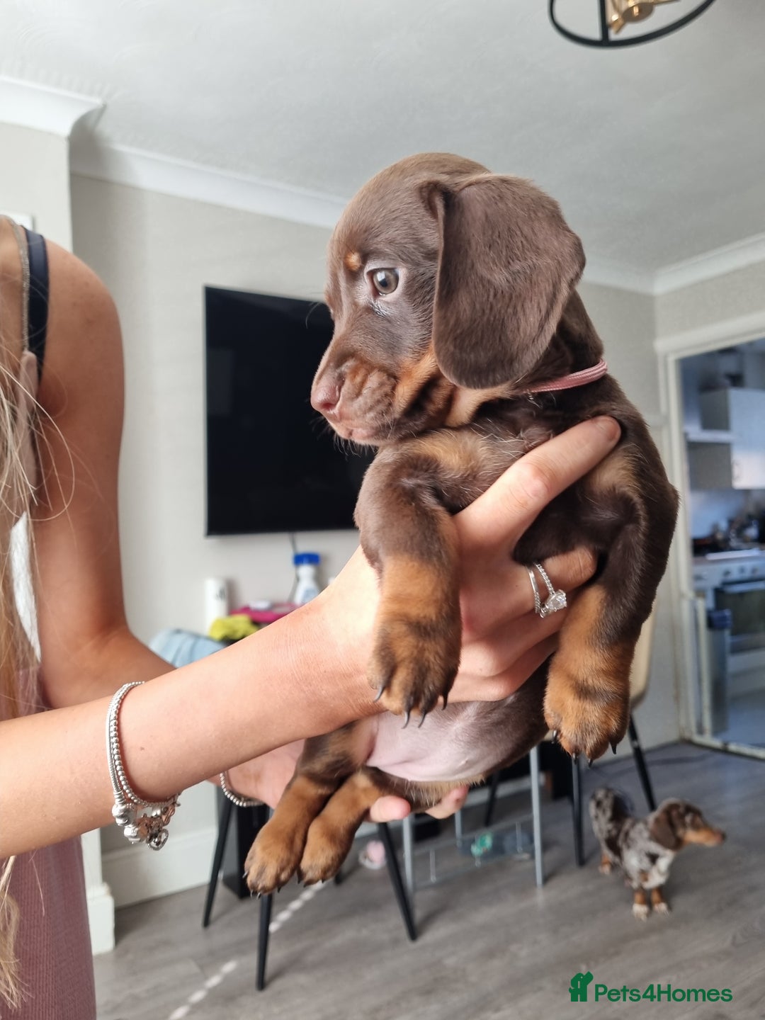 Miniature Dachshund dogs for sale: 6 beautiful miniature Dachshund 7 weeks old - Image 8