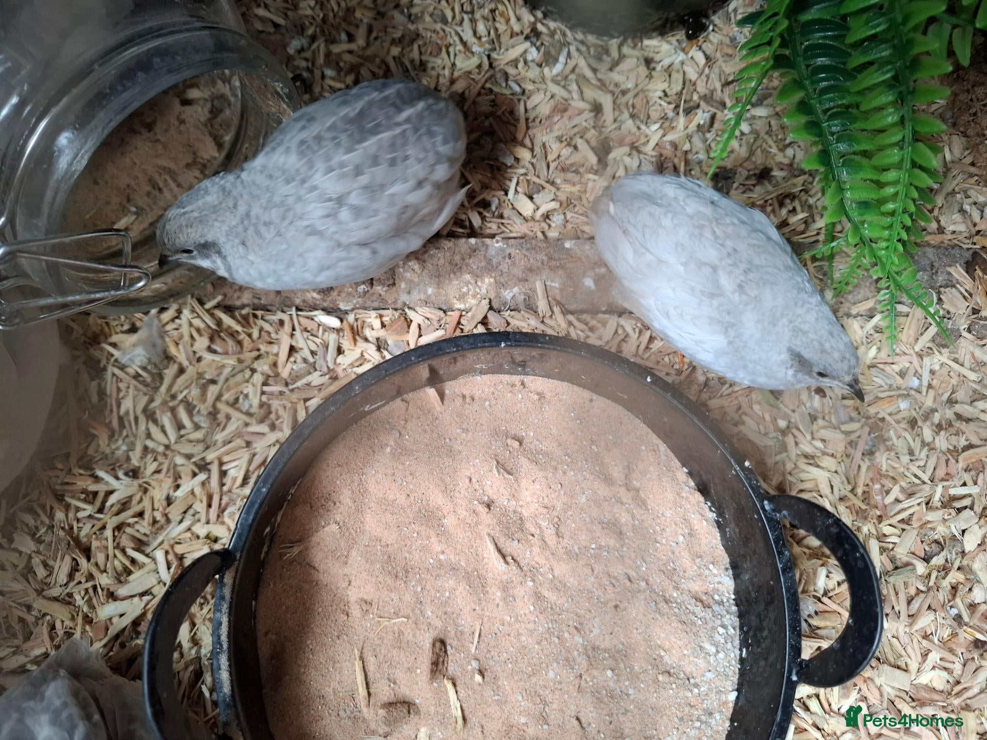 Quail poultry Free to loving home. - Advert 4