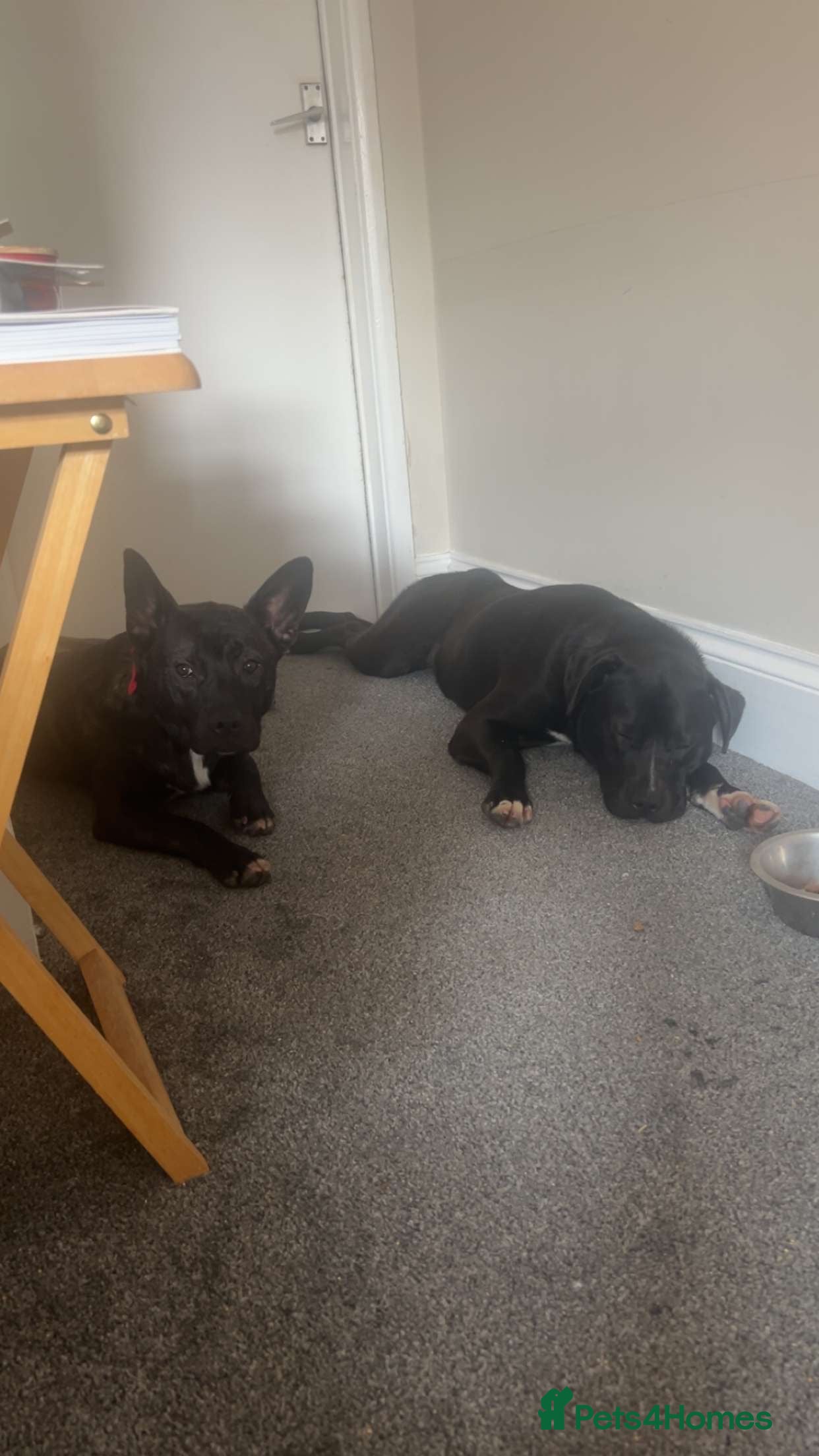 Mixed Breed dogs 2 beautiful boys for rehoming - Advert 1