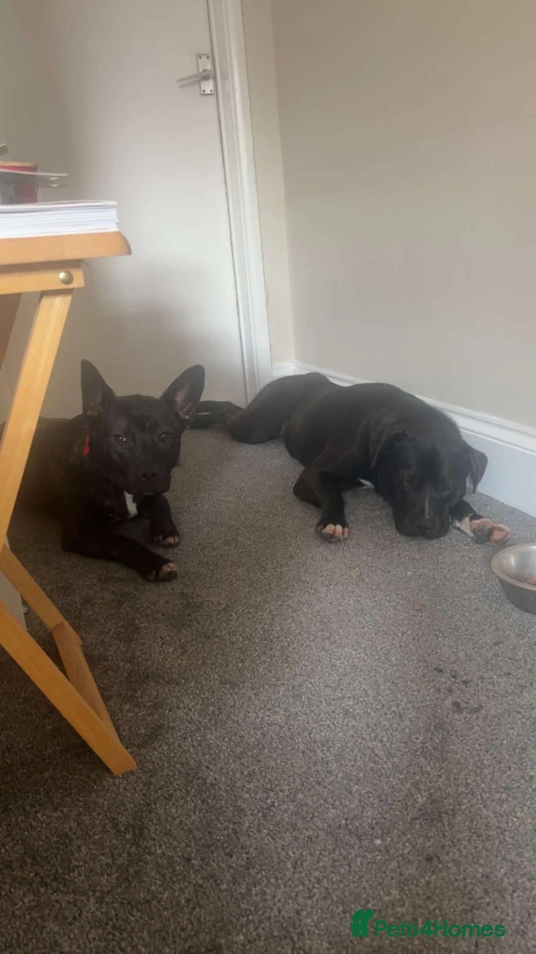 Mixed Breed dogs for sale: 2 beautiful boys for rehoming in Ilkeston - Advert 1