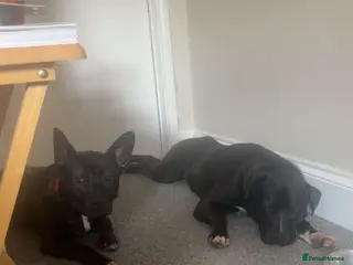 Mixed Breed dogs 2 beautiful boys for rehoming - Advert 4