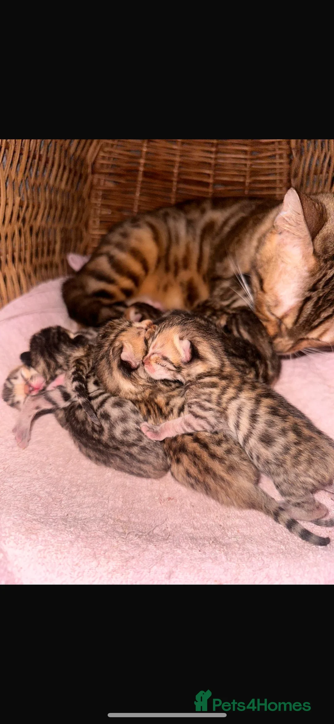 Mixed Breed cats for sale: Bengal x kittens  - Advert 7