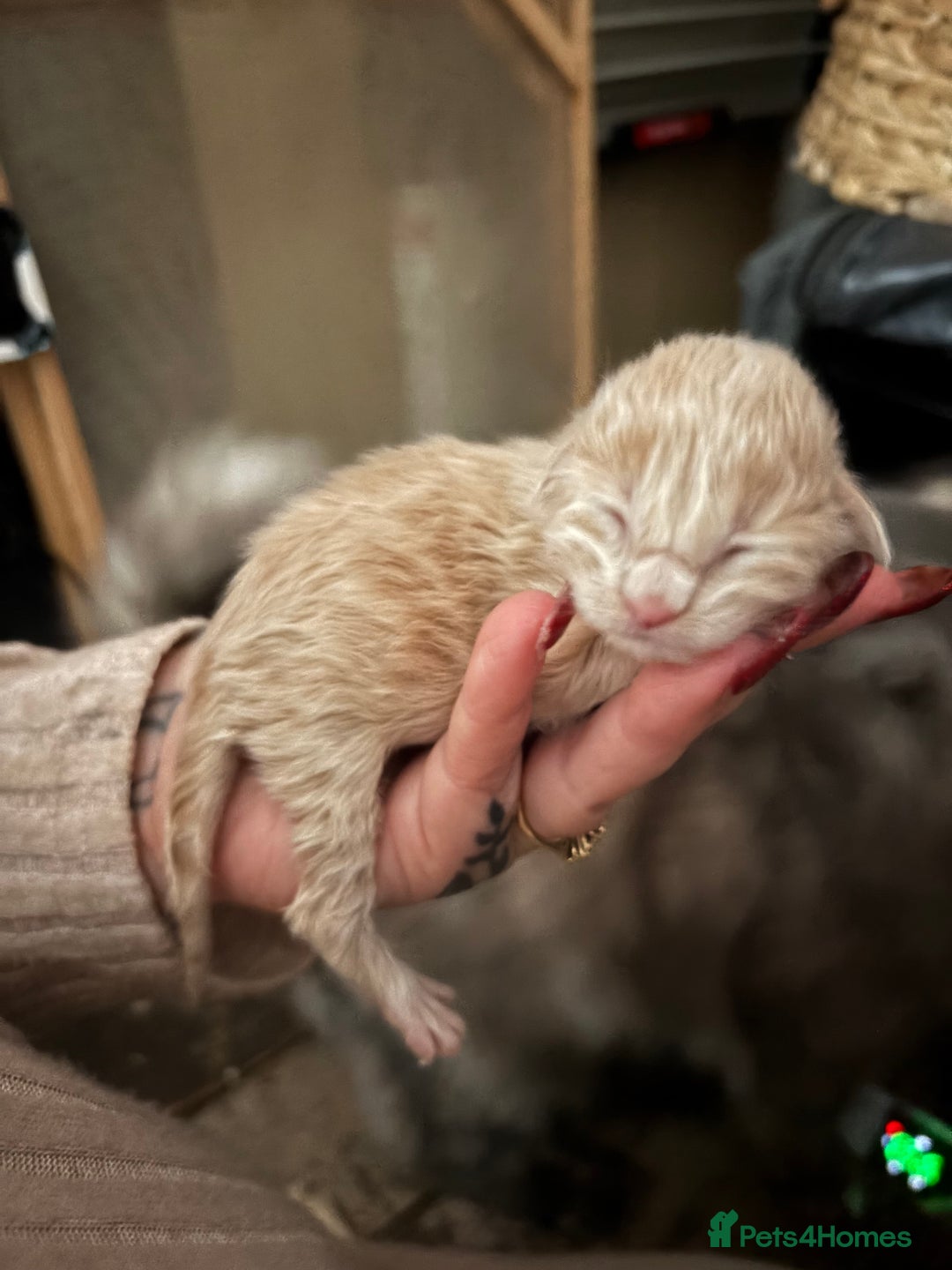 Maine Coon cats for sale: Last boy of litter - Advert 6